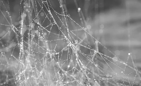 Background with bokeh, spider web with drops Stock Photos