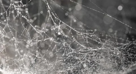 Background bokeh, spider web with drops Stock Photos