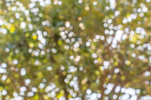 Background of Bokeh under green tree Foto stock