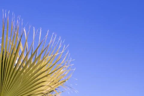 Background, border, background, palm tree palm on blue sky background Foto stock