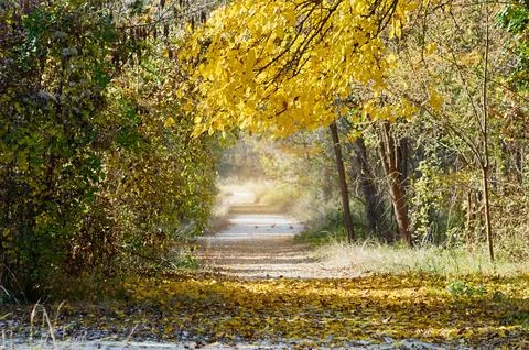 Background bordered with leaves Stock Photos