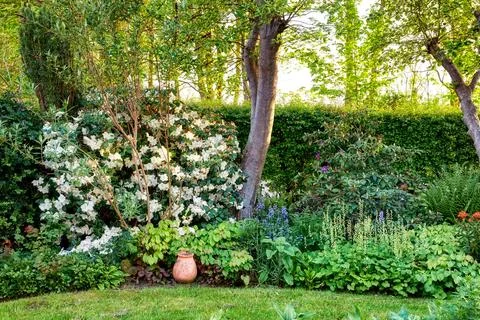 Background, botany and spring with plants in backyard of home for cultivati.. Stock Photos