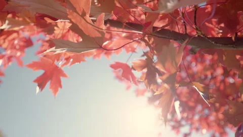 Background bottom up in branches, natural light scene Stock Footage 330982753