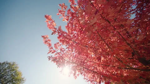 Background bottom up in branches, peaceful moment 库存影片 330982746