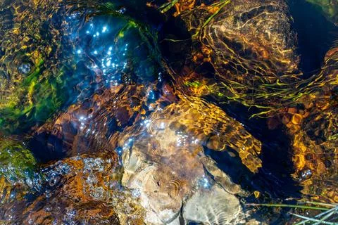 Background. The bottom of the river is with algae and stones, the clear water is Stock Photos