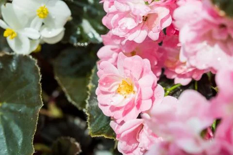 Background of bouquet of pink blooming rose bush Stock Photos