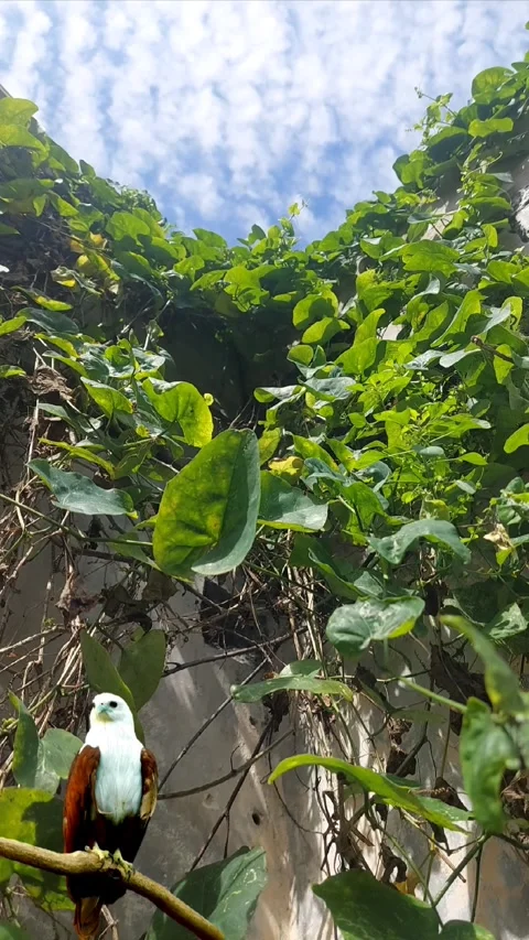 Background of Brahminy, Vertical Still Stock Footage 303759247