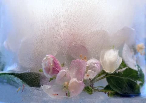 Background of branch apple tree   flower    in ice   cube with air bubbles. Stock Photos