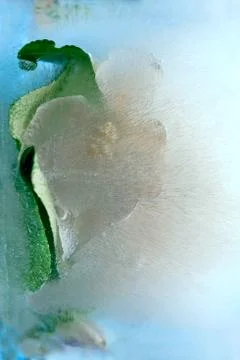 Background of branch apple tree   flower    in ice   cube with air bubbles. Stock Photos