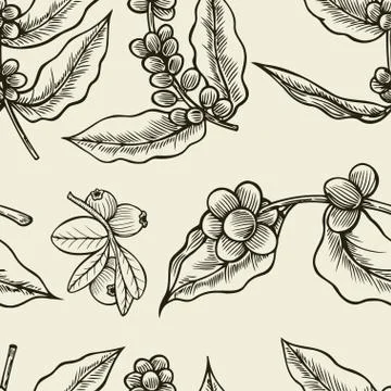 Background with branch of coffee Illustrazione stock