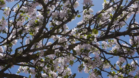 Background of branch of tree with blossoming flowers in spring slow motion Stock-Footage 132831513