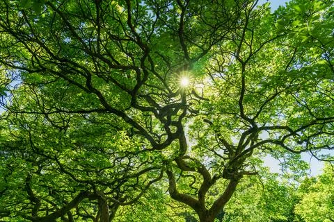 Background of branched green tree with rays of the sunshine. Bottom view. Nature Stock Photos