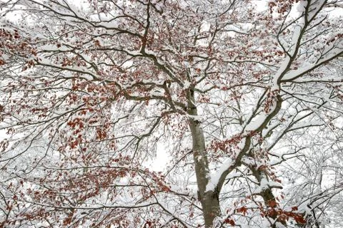Background of branches and red leaves of the tree crown under the snow. Stock Photos