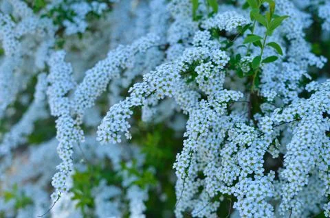 Background from branches of apple trees with white flowers lush bushes green Stock Photos