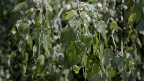 Background of the branches of the birch with young leaves. Stock Footage 166745537