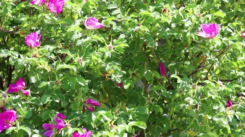 Background of branches of dog-rose Stock Footage 24695904