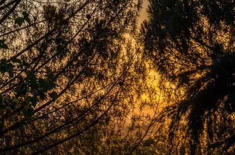 Background of branches over sky at sunset Foto stock