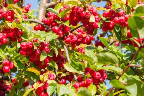 Background of branches of paradise apples tree with red fruits Stock Photos