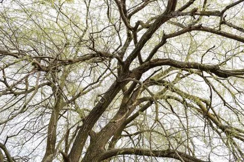 Background of the branches Foto stock