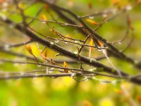 The background of the branches in the rain Stock Photos