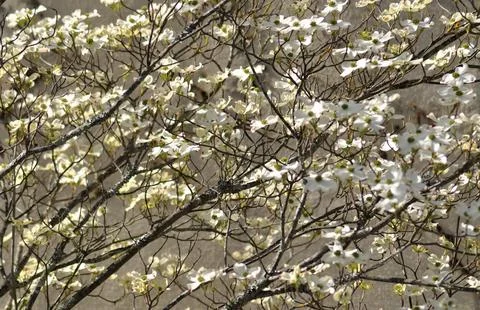 Background of branches of a tree with small flowers Stock Photos