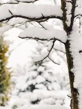 Background with branches under snow in winter Stock Photos