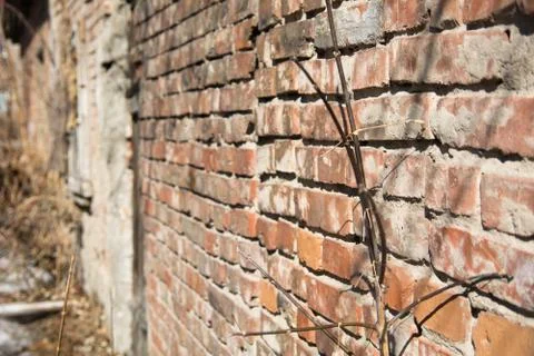 Background of a brick wall and branches of a bush in the spring Stock Photos