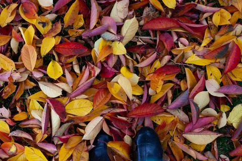 Background of bright autumn leaves fallen to the ground, top view of feet in Stock Photos