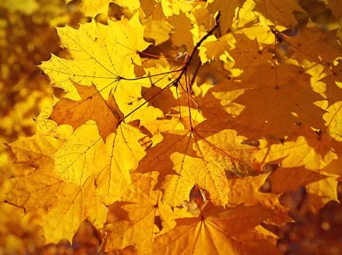 Background with bright autumn maple foliage Stock Photos