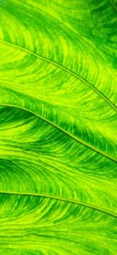 Background of bright green leaf in background light. Flat exotic texture of p Stock Photos