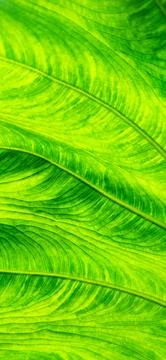 Background of bright green leaf in background light. Flat exotic texture of Stock Photos