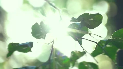 Background with bright light of the sun between leaves Stock Footage 156693097