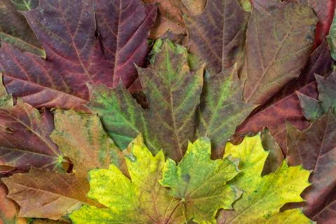 Background of bright multicolored autumn maple leaves Stock Photos