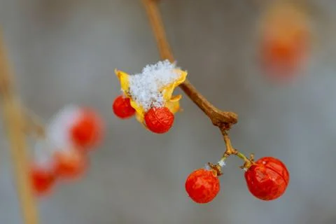 Background with bright red berries mountain ash under snow Stock Photos