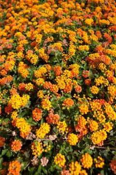 Background of bright small flowers Foto stock