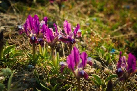 A background of bright spring grass and small wild purple irises Stock Photos