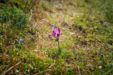 A background of bright spring grass and small wild purple irises Stock Photos