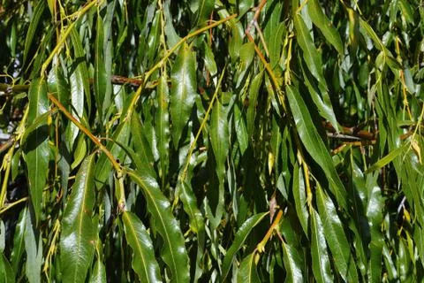 Background of bright willow leaves 写真素材