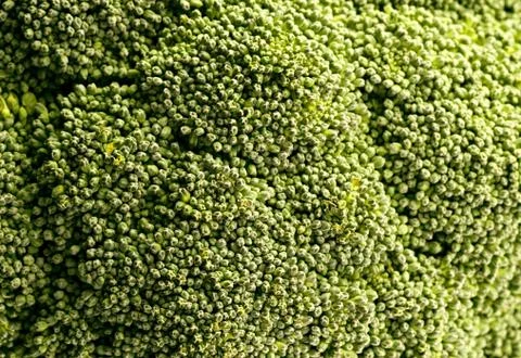 Background of broccoli, close up . Stock Photos