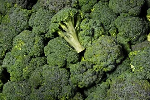 Background of broccoli heads Stock Photos