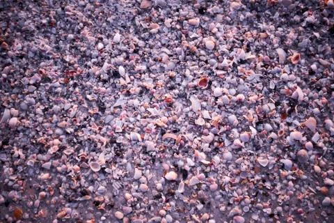 Background of broken shell flotsam on a beach Foto stock