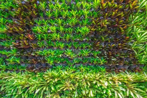 Background the bromeliad in the garden. Stock Photos