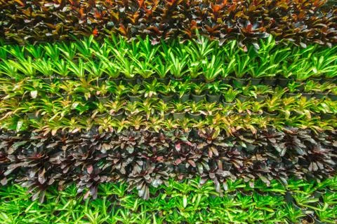 Background the bromeliad in the garden. Stock Photos