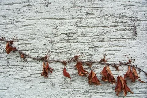 A background with brown dry grape branches and leaves rising on a white rough Stock Photos