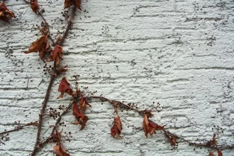 A background with brown dry grape branches and leaves rising on a white rough Foto stock