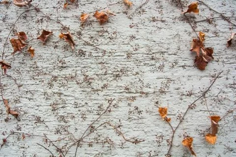 A background with brown dry grape branches and leaves rising on a white rough Stock Photos