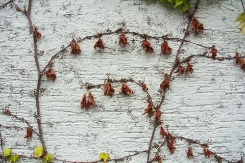 A background with brown dry grape branches and leaves rising on a white rough Stock Photos