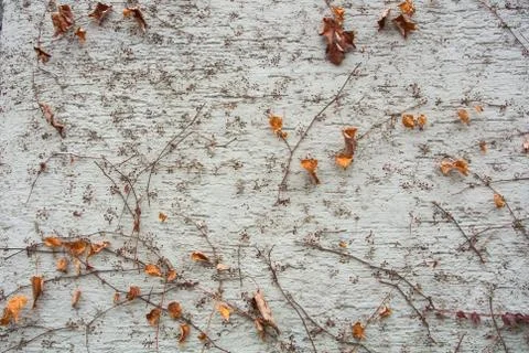 A background with brown dry grape branches and leaves rising on a white rough Stock Photos