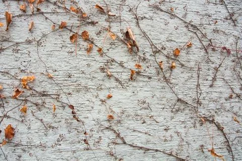 A background with brown dry grape branches and leaves rising on a white rough Stock Photos