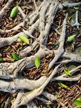 Background of brown exotic tree roots and green grass, vertical frame Stock Photos